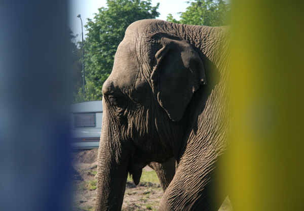 Circus Renz - Ravenweg