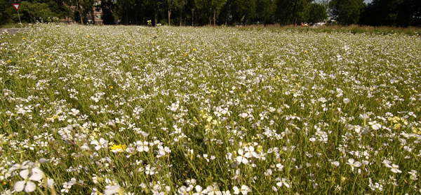 Berm op de hoek van de Sluisoordlaan en de Trekweg