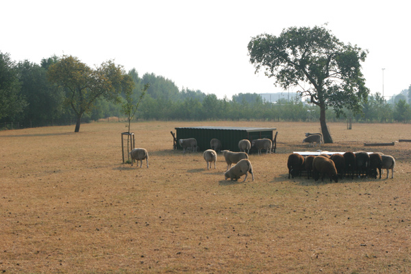 Apeldoornse steppe