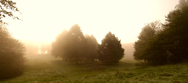 Matenpark in de mist