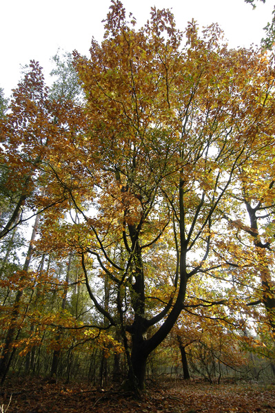 Herfst in het Kikvaartsbosch