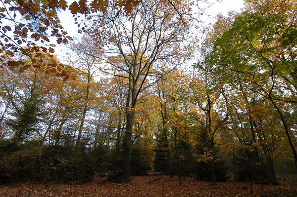 Herfst in het Kikvaartsbosch