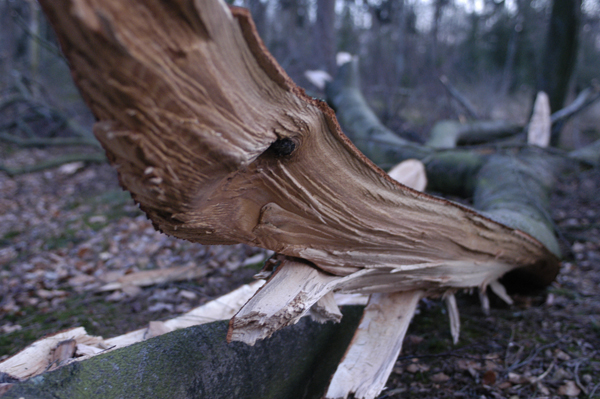 Stormschade