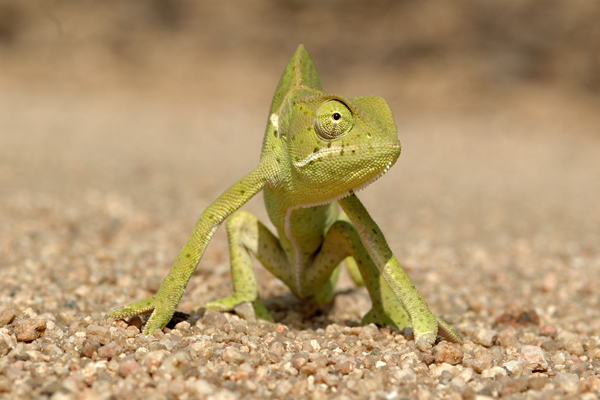 flapnecked chameleon