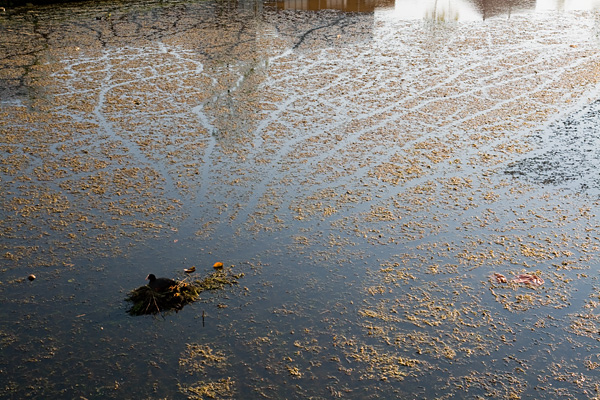 meerkoeten