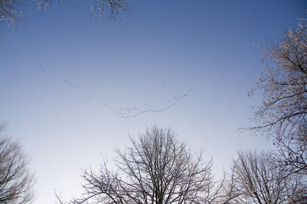 Vogeltrek boven de Trommelaarshoeve