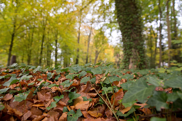 herfstkleuren Schuylenburg