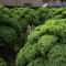 moestuin