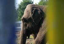 Circus Renz is opgesteld op het terrein waar de flats van de Ravenweg hebben gestaan. Bij mooi weer mogen de olifanten naar buiten. gm[[52.194974967836465, 5.96957266330719]]