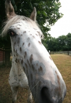 Kinderboerderij De Maten (tip: gebruik bij portretten van mensen geen groothoeklens, het verkleint nogal je vriendenkring) gm[[52.198598484185574,5.999125242233276]]