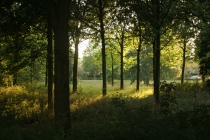 Avond zonlicht door de bomen.