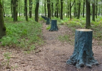 De in totaal veertig bronzen boomstronken van Marinus Boezem vormen een zuilenrij volgens de plattegrond van de kathedraal van Reims op ware grootte. De bovenkanten zijn gepolijst en weerspiegelen de lucht en het licht. Foto ingezonden door Margriet van den Berg.