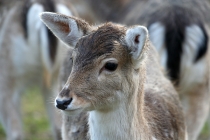 Boerderij op het terrein van GGNet (voorheen Spatie), Deventerstraat. gm[[52.22526596960389, 6.008700728416443]]