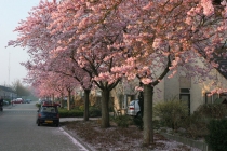 Ochtendzon op de fraaie wit-roze bloesem; Heliosstraat gezien vanaf de Deventerstraat.
gm[[52.21306987423032, 5.98879873752594]]