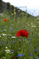 In een lange smalle groenstrook tussen het geluidsscherm langs de spoorlijn Apeldoorn-Deventer en de huizen aan de Zonnewende zorgen klaprozen, kamille en korenbloemen voor een kleurspel die aan de Nederlandse vlag doet denken. gm[[52.21857184199845, 6.014792025089264]]