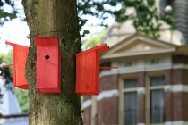 Als een invasie van trekvogels zijn duizenden gekleurde vogelhuisjes op de bomen aan de Loolaan neergestreken. De regenboogkleuren verlopen van geel bij de Naald, naar blauw bij de Grote Kerk. Na afloop van de Prelude worden de kleine gekleurde woninkjes aangeboden aan de Apeldoornse bevolking, opdat de vogels weten; 'in Apeldoorn is het goed wonen'.  Kunstwerk 'Birdland in Apeldoorn' van Wolfgang Buntrock en Frank Nordiek, verenigd in â€˜Atelier LandArtâ€™. gm[[52.22319901481539, 5.951414108276367]]