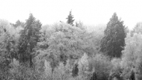 Achmea-terrein. De hoge den links in beeld is een sequoia gm[[52.177892456900445, 5.963129997253418]]