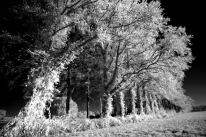 Landgoed Woudhuis (infrarood foto) gm[[52.20907937090047, 6.041611433029175]]