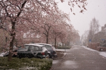 De wit-roze bloesem aan de Hermesstraat een maand te vroeg en vanochtend sneeuw. 
gm[[52.21240919786296, 5.988487601280212]]