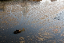 meerkoetnest in de vijver bij woontoren Het Bastion