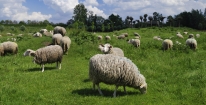 Schapen nemen het werk van lawaaiige grasmaaiers over in park Woudhuis. gm[[52.217566156857785, 6.018560528755188]]